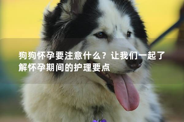 狗狗懷孕要注意什么？讓我們一起了解懷孕期間的護理要點